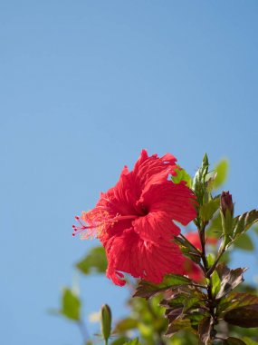 ebegümeci ve mavi gökyüzü