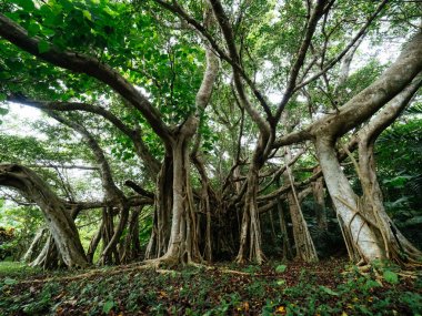 Okinawa büyük Hint inciri ağacı