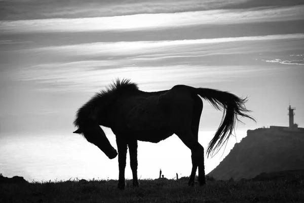 Cavalo na ilha de yonaguni — Fotografia de Stock