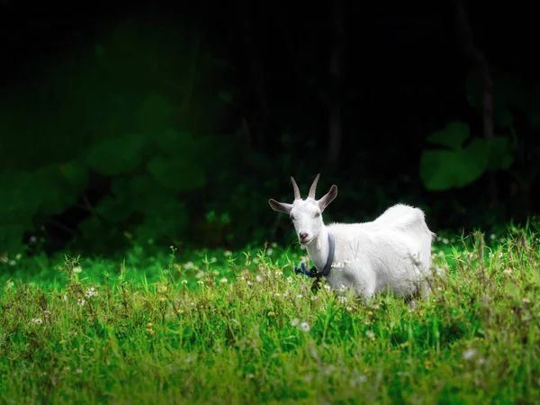 Goat in iriomote island — Stock Photo, Image