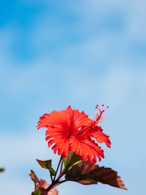 ebegümeci ve mavi gökyüzü