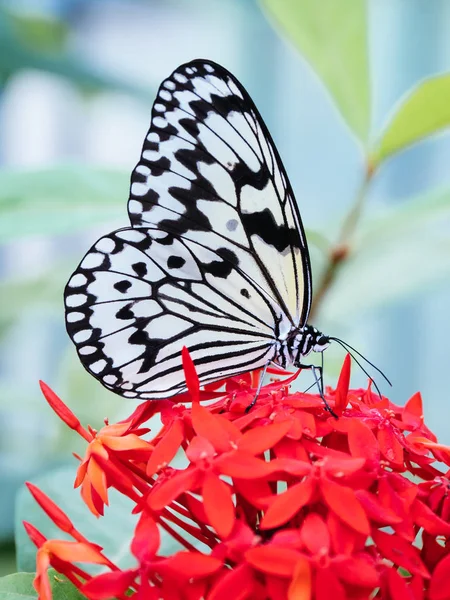 Reispapier-Schmetterling in Okinawa — Stockfoto