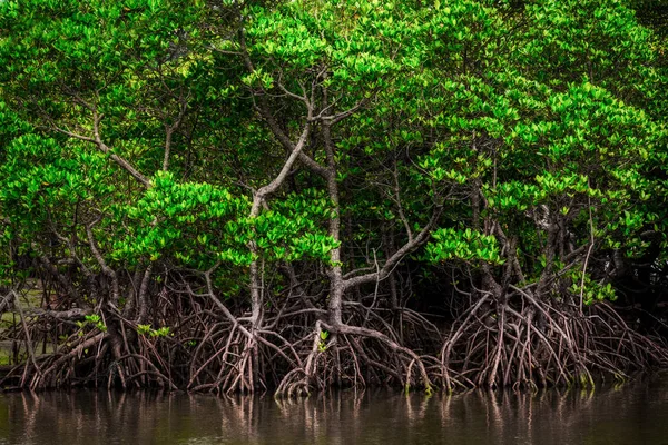 Mangrove i iriomote island — Stockfoto