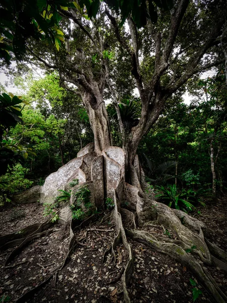 Big tree in iriomote island — Stock Photo, Image