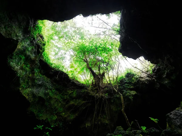Nature à ishigaki île — Photo
