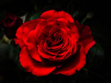 Bahçede kırmızı gül