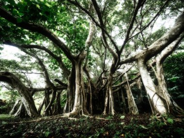 Bib baynan ağaç Okinawa