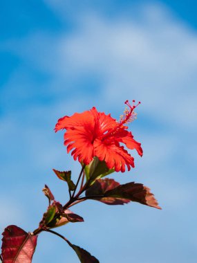 ebegümeci ve mavi gökyüzü