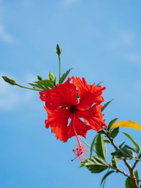 ebegümeci ve mavi gökyüzü