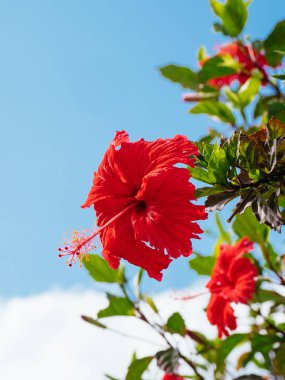 ebegümeci ve mavi gökyüzü