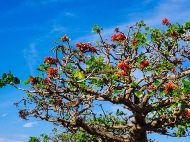 Okinawa Hint mercan ağacı