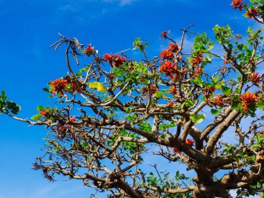 Okinawa Hint mercan ağacı