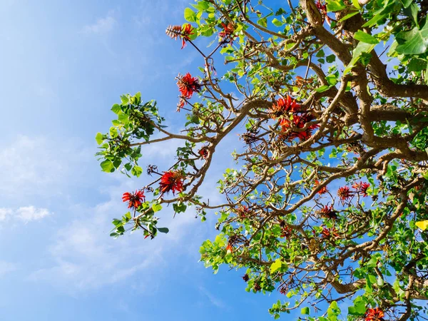 Árbol de coral indio en okinawa — Foto de Stock