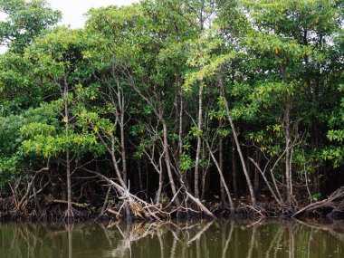 Okinawa mangrov orman