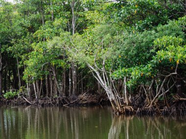 Okinawa mangrov orman