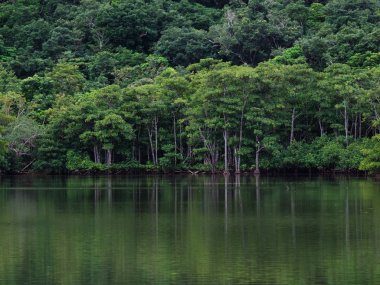 Okinawa mangrov orman