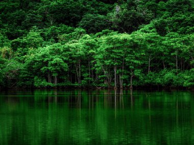 Okinawa mangrov orman