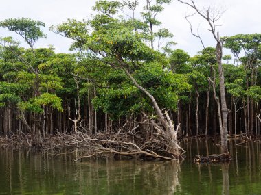 Okinawa mangrov orman