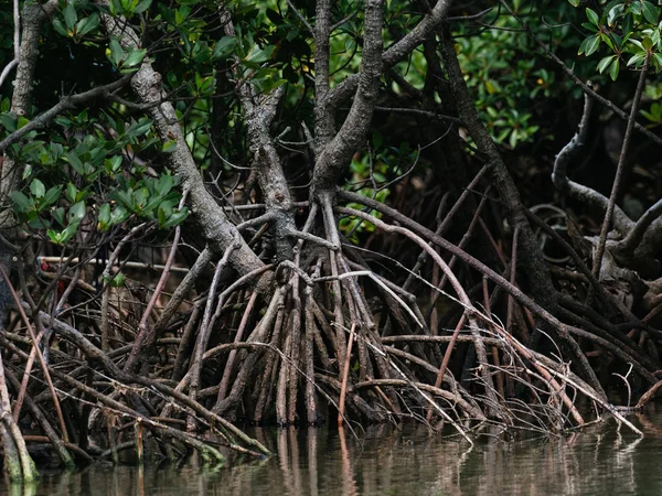 Mangrovenwald in Okinawa — Stockfoto