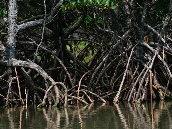 Okinawa mangrov orman — Stok fotoğraf