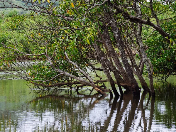 Foresta di mangrovie a okinawa — Foto Stock