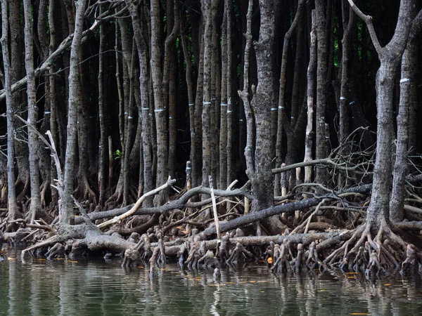 오키나와에서 맹그로브 숲 — 스톡 사진
