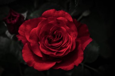 kırmızı gül ve siyah arka plan
