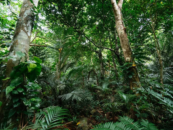 Selva na ilha de ishigaki — Fotografia de Stock