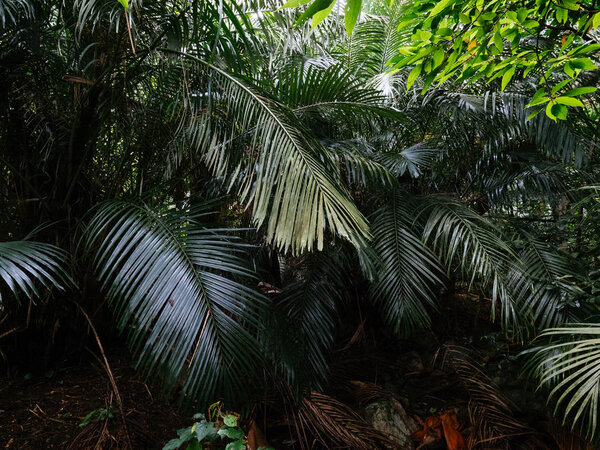 jungle in ishigaki island