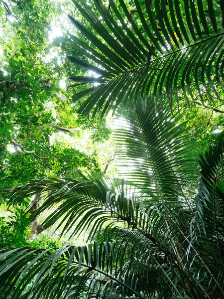 Selva en la isla de ishigaki — Foto de Stock