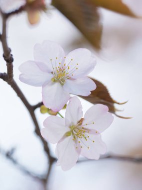 İlkbaharda kiraz çiçekleri