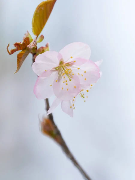 Cherry blossoms in spring — Stock Photo, Image