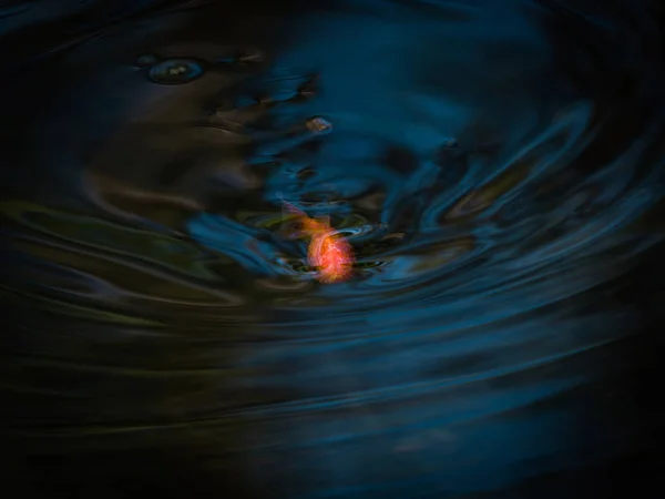 Peces de colores en el estanque de verano — Foto de Stock