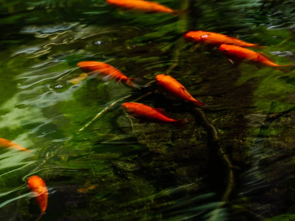 Peixinho-dourado no lago de verões — Fotografia de Stock