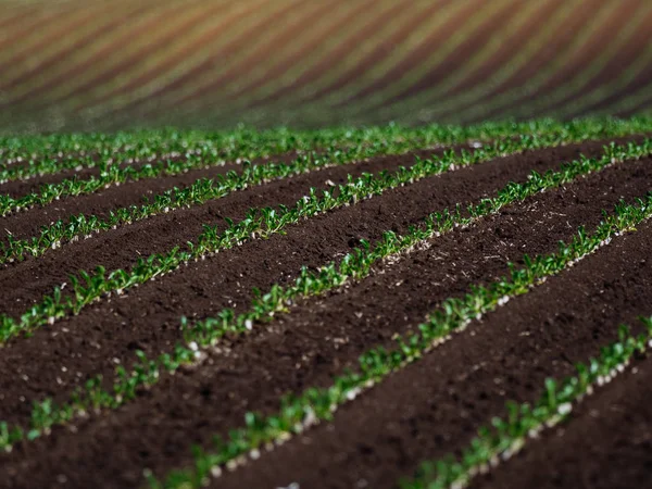 beet sugar  field in hokkaido