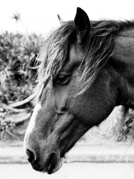 Cavalo na ilha de yonaguni — Fotografia de Stock