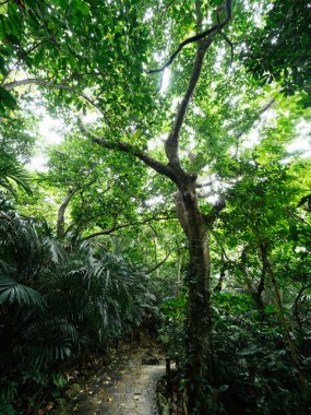 okinawa Japonya ormanda