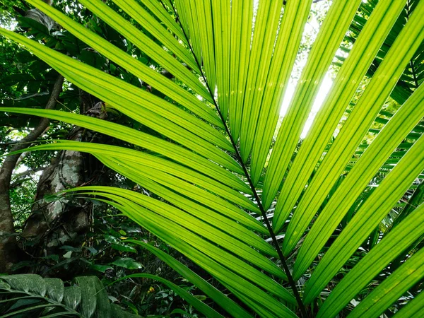 Giungla in okinawa Giappone — Foto Stock