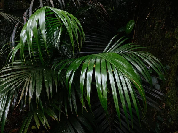 okinawa Japonya ormanda