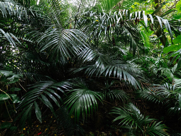 jungle in okinawa japan