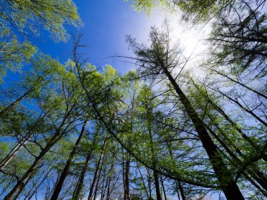 Orman ve mavi gökyüzü