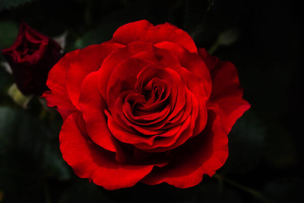 Red rose in black nackground