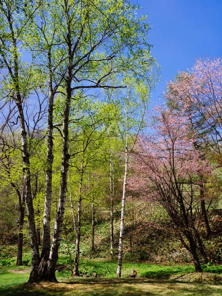 Floresta de primavera em hokkaido — Fotografia de Stock