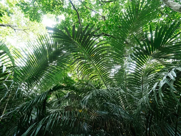 Selva en la isla de ishigaki — Foto de Stock