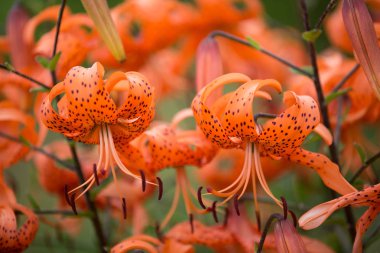 Yaz aylarında turuncu lily