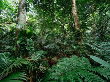 okinawa Japonya ormanda