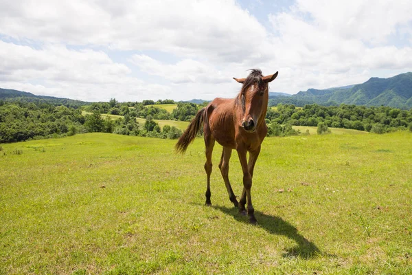 Caballo en verano hokkaido —  Fotos de Stock