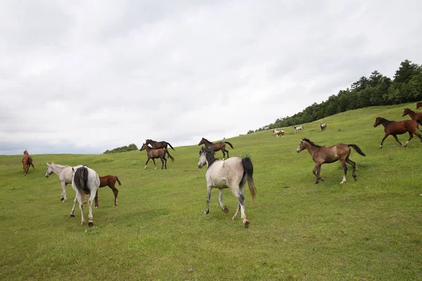 Correr caballos en verano —  Fotos de Stock