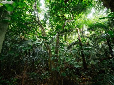 Ishigaki ada ormanda