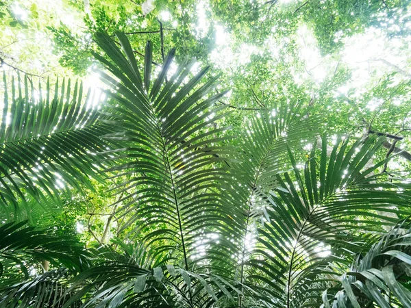 Dschungel auf der Insel Ishigaki — Stockfoto